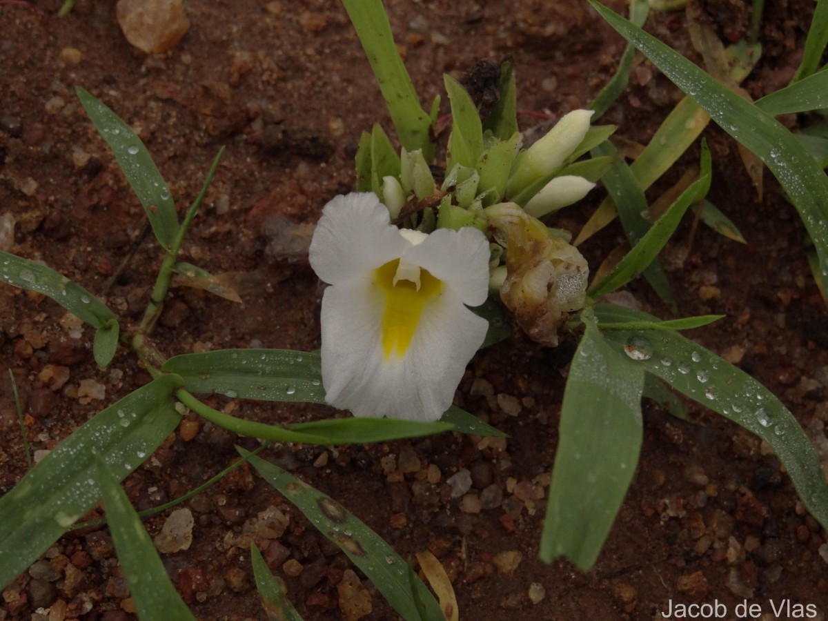 Curcuma oligantha Trimen